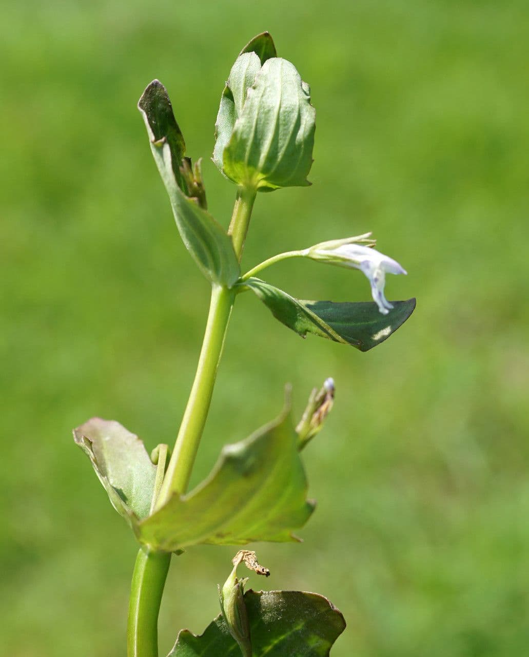 Lindernia 16