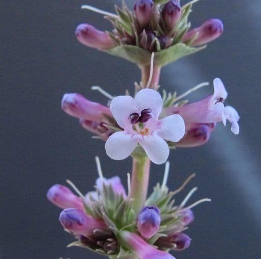Penstemon 4