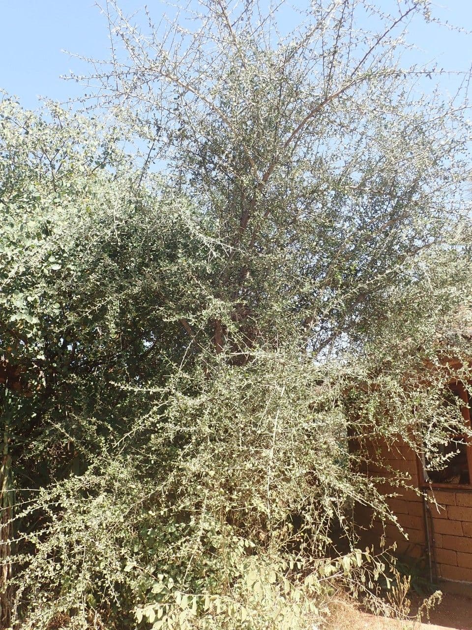 Dattier du désert 13