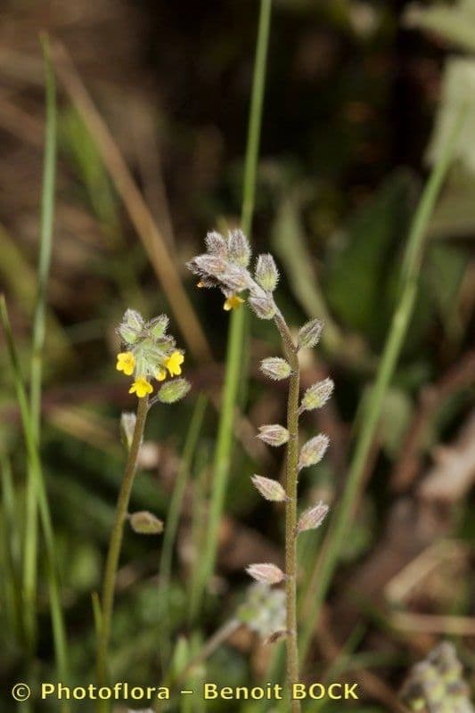 Myosotis 12