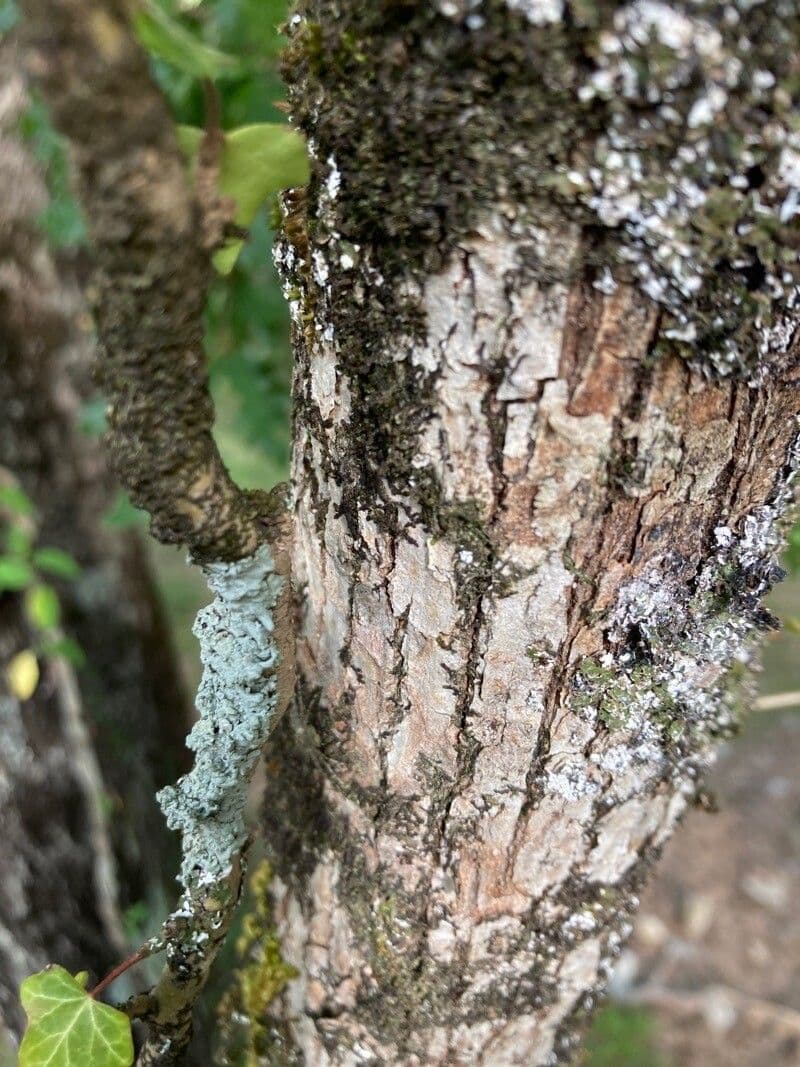 Quercia lusitanica 17
