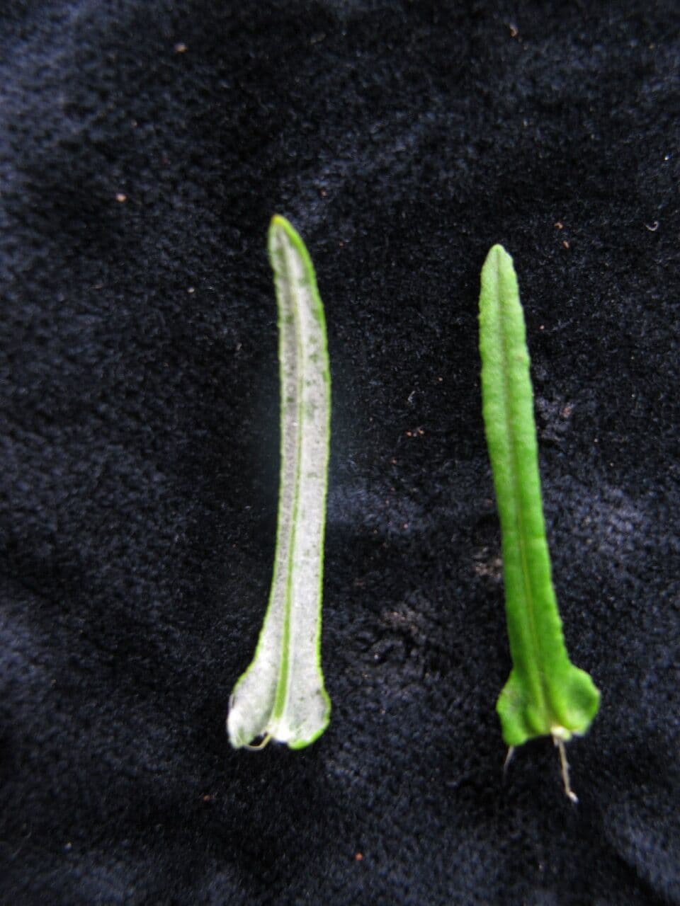 Anaphalis contorta