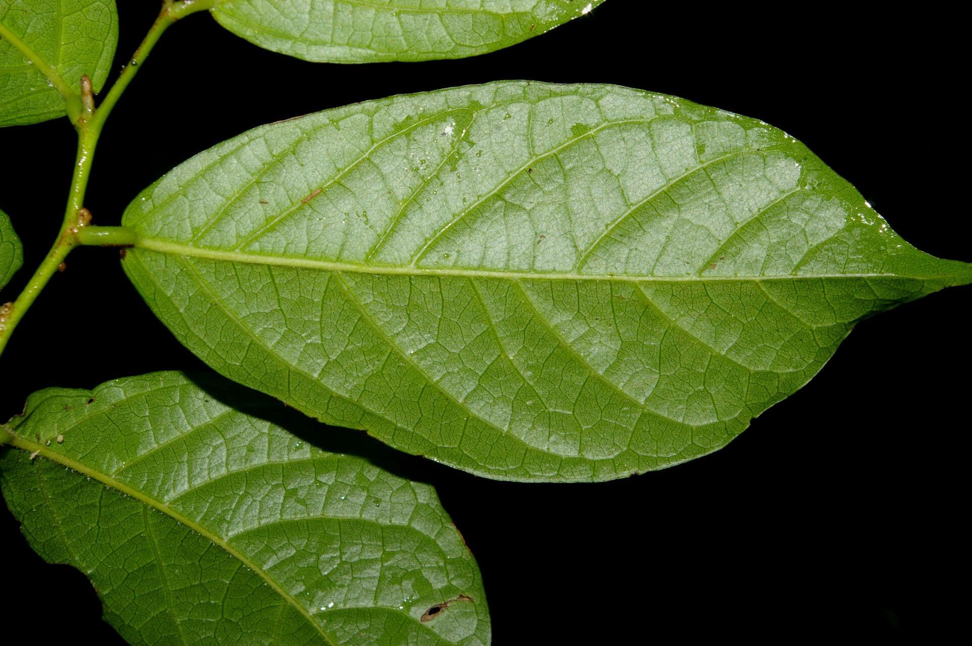 Mortoniodendron 15