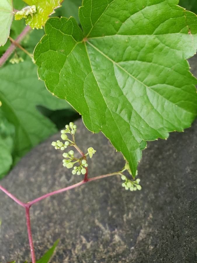 Vitis aestivalis 26