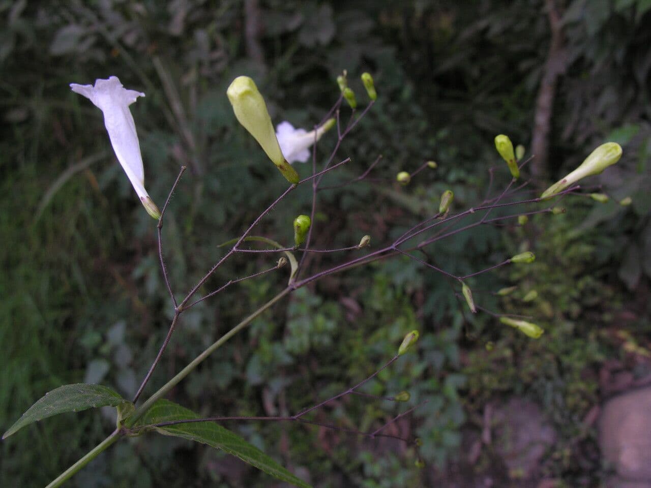 Strobilanthes 8