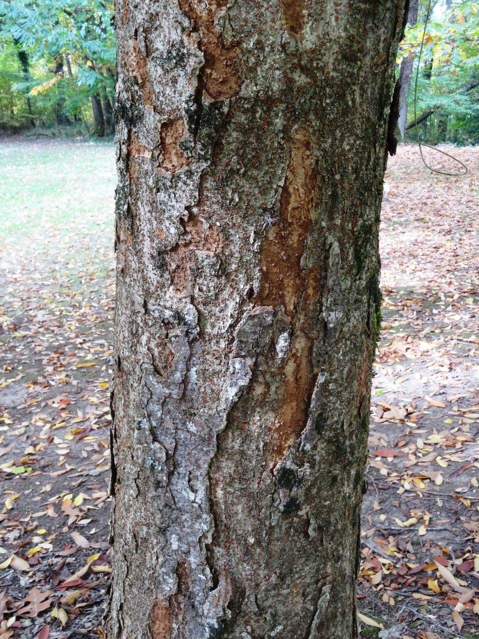Zelkova 23