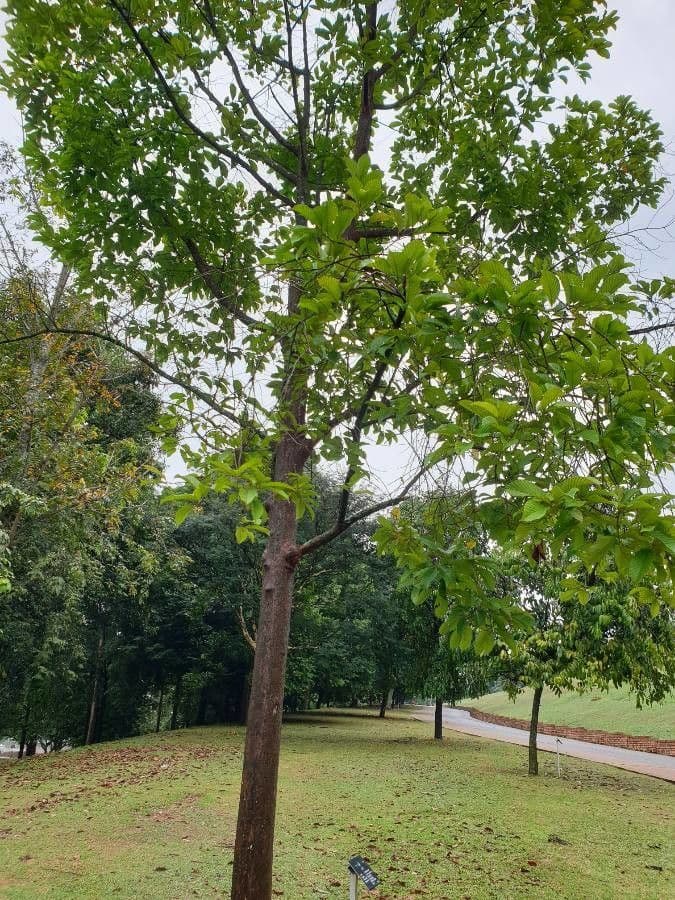 Dipterocarpus 2