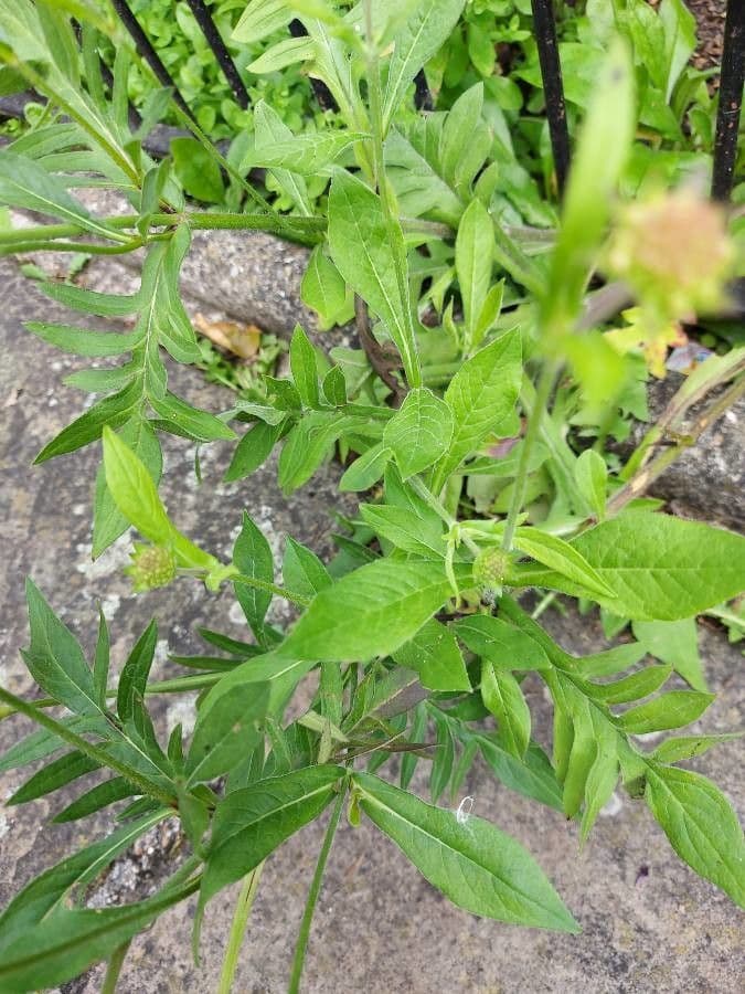 Knautia 18