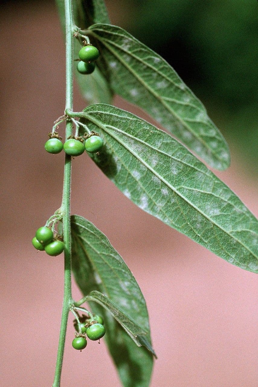 Passiflora 2