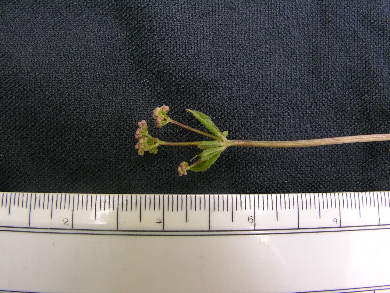 Przytulia Hoffmeistera 3