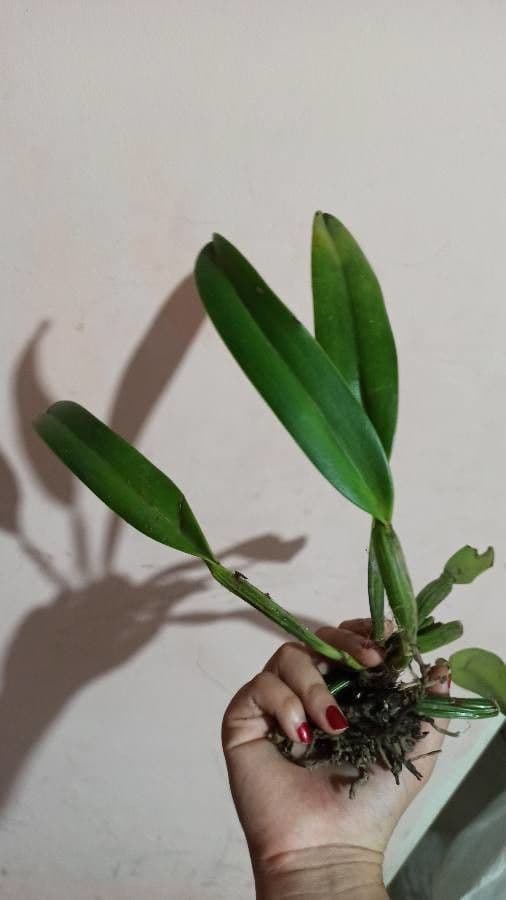 Orchidea 7