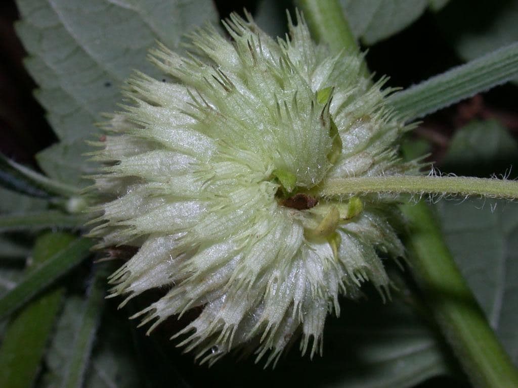Hyptis capitata 3