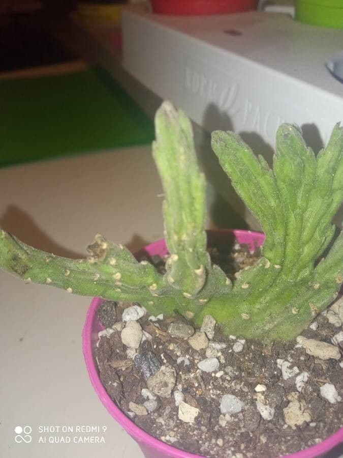 Stapelia 7