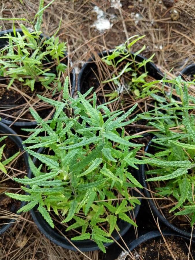 Teucrium 10
