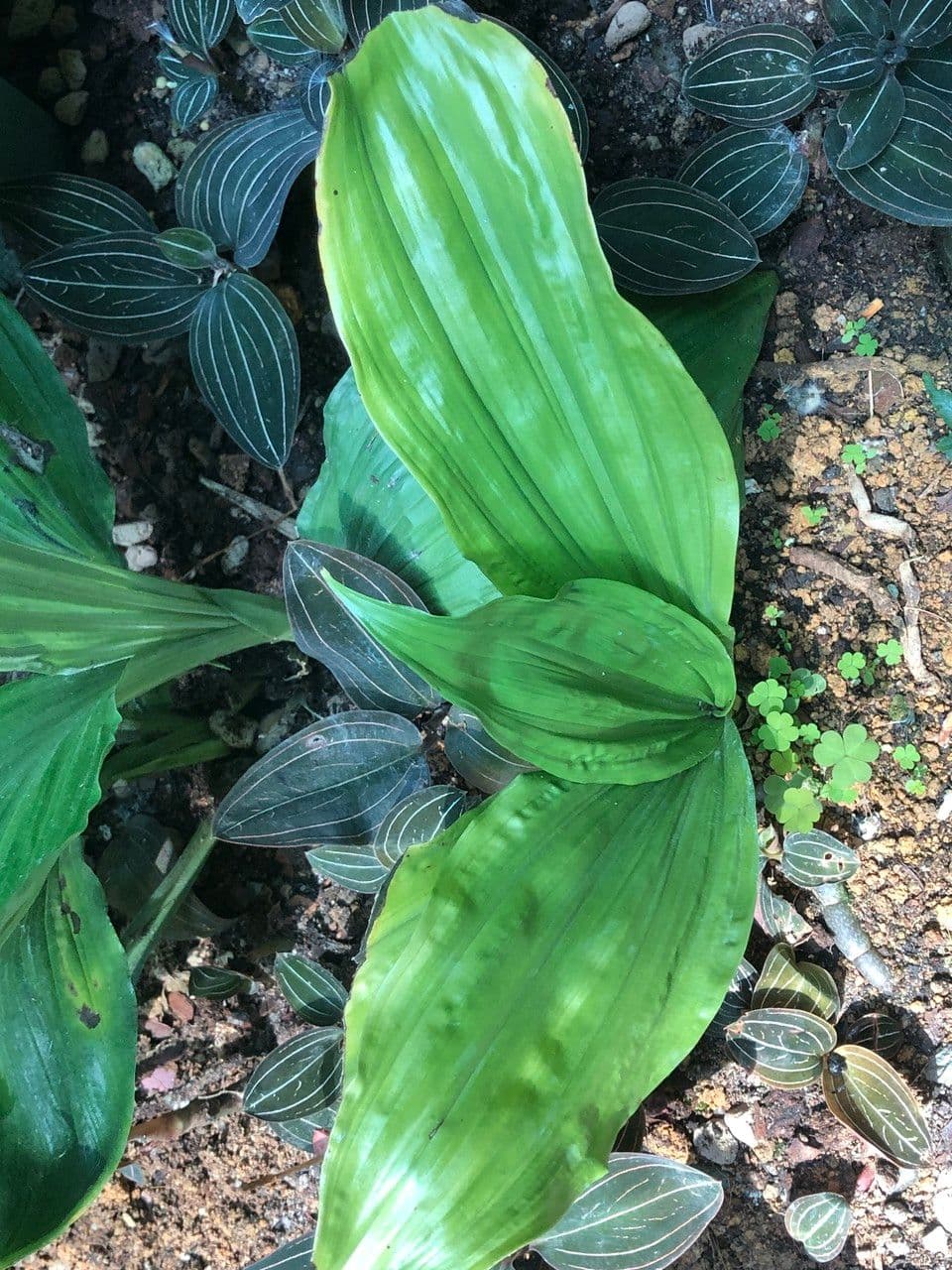 Calanthe 10