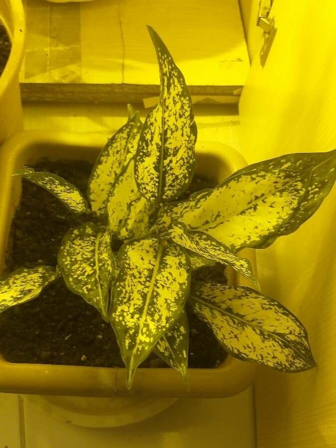 Aglaonema 2