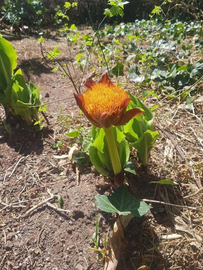 Scadoxus 8