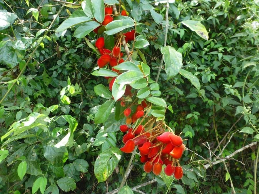 Cnestis ferruginea 4