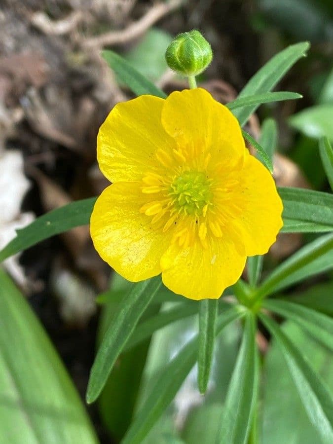 Gold-Hahnenfuß 7