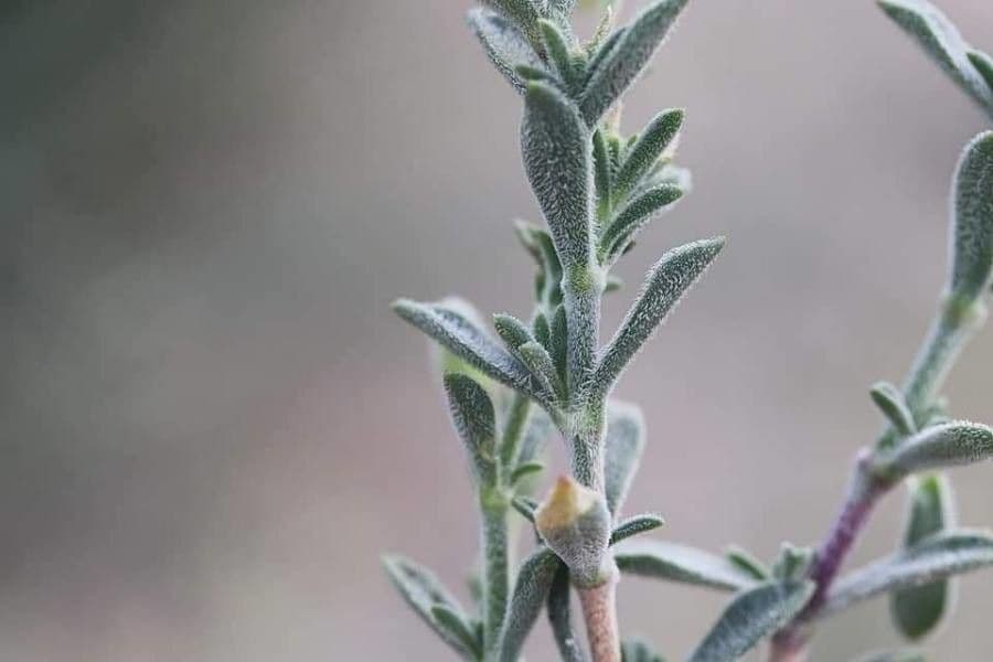 Silene 6