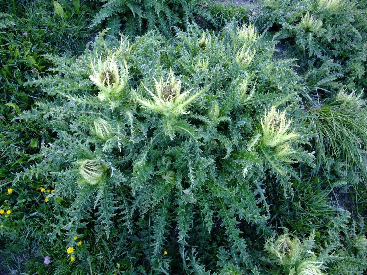Cardo spinosissimo 13