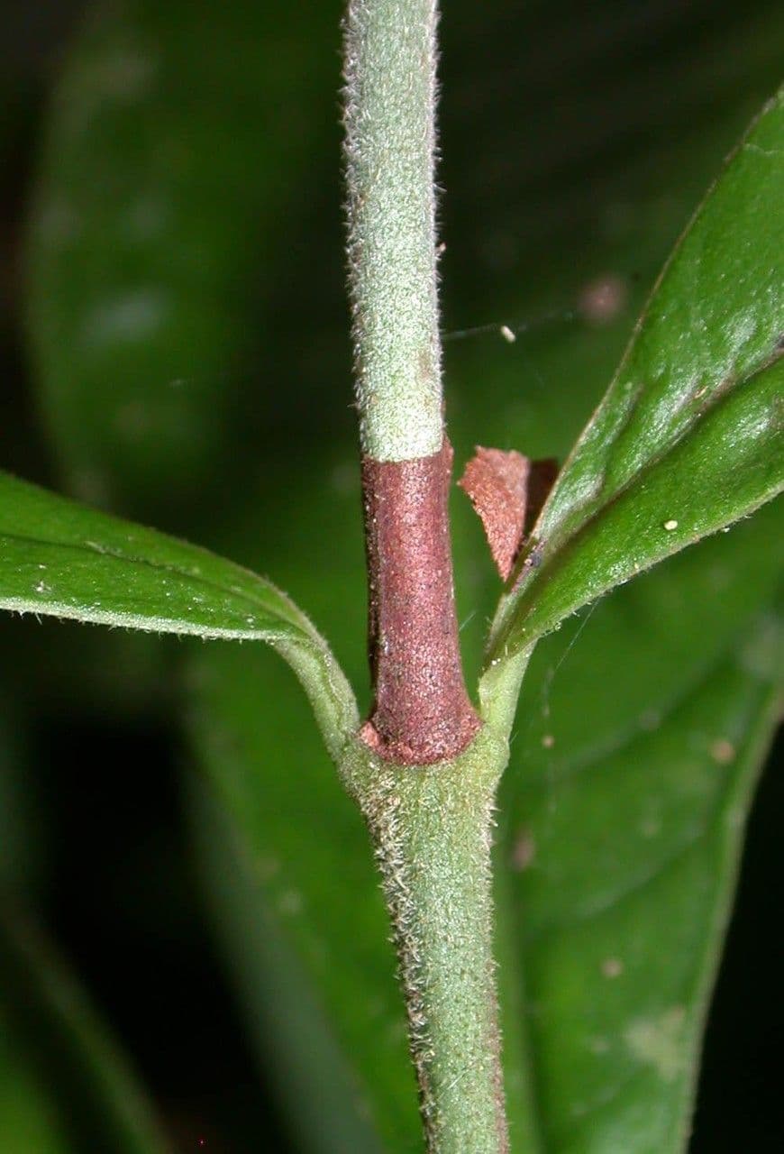 Psychotria 13