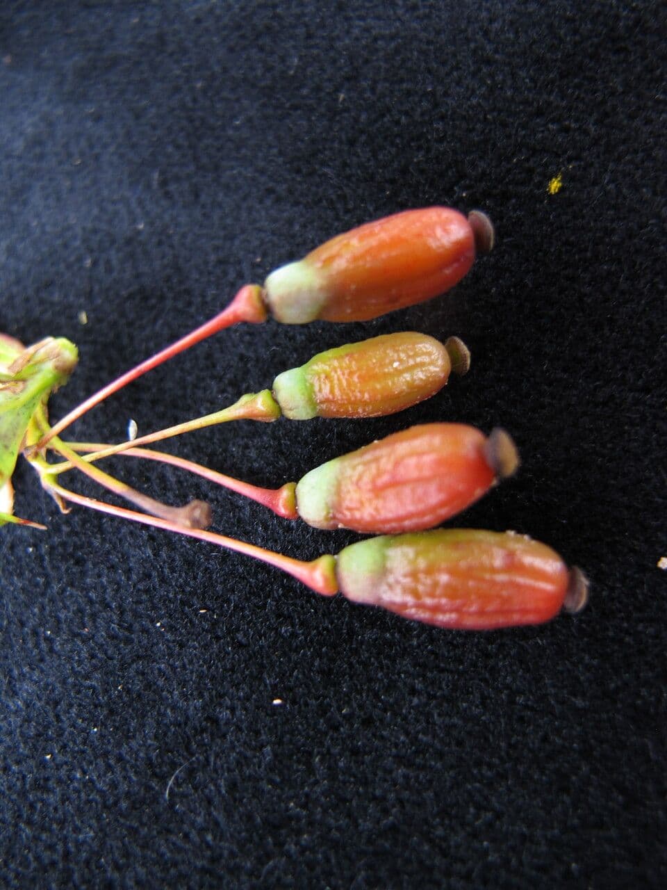 Berberys Thomsona 3