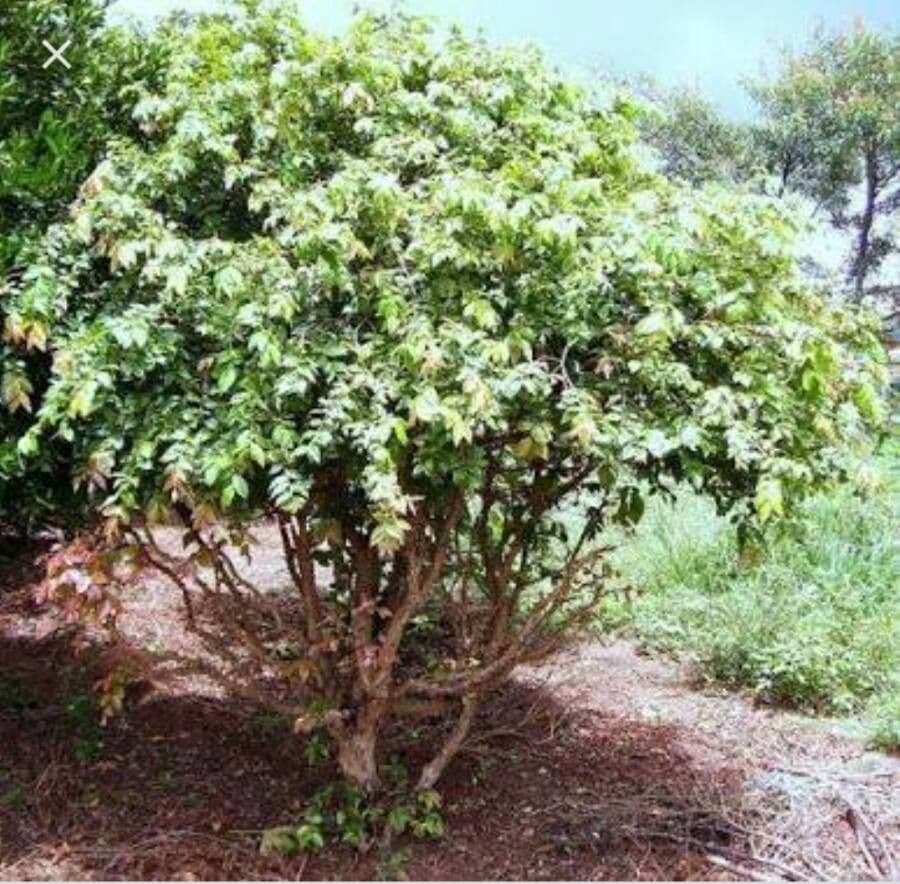 Jabuticaba 13