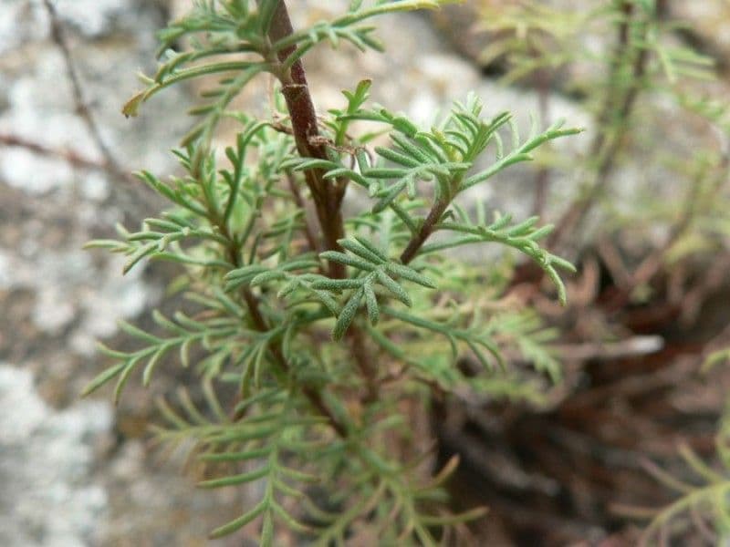 Chamomile-leaved Yarrow 13