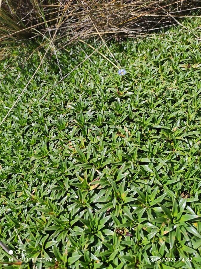 Plantago rigida 8