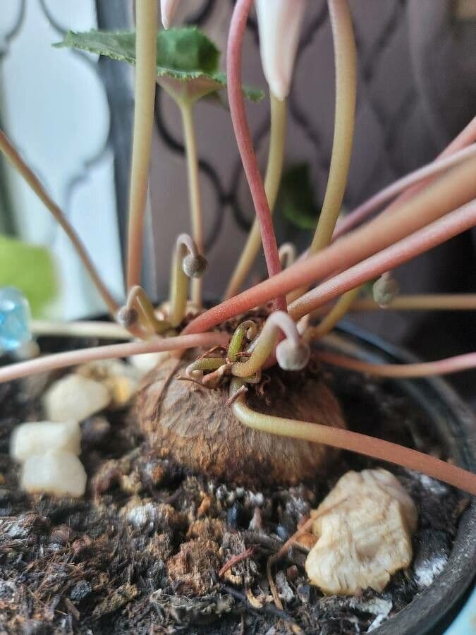 Ciclamino primaverile 23