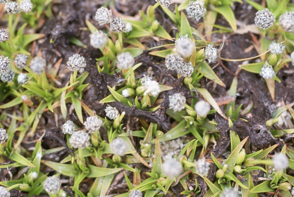 Eriocaulon