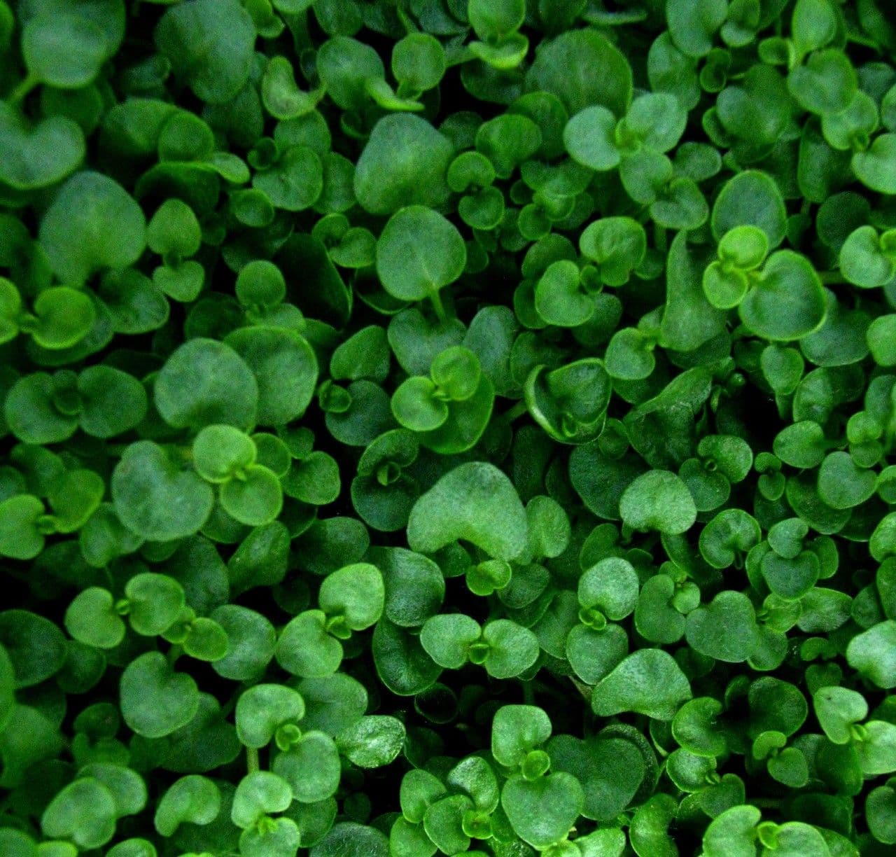 Menta corsa 10