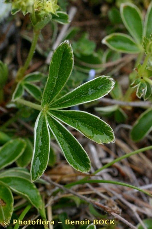 Alchemilla transiens 16