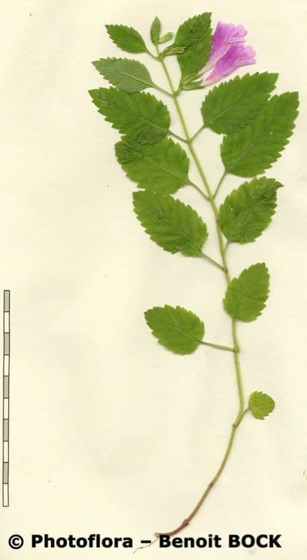 Nepitella maggiore 29