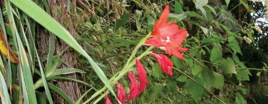 Gladiole