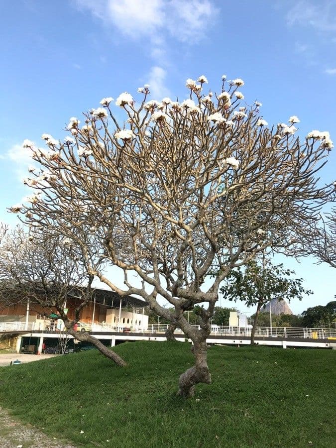 Algodoncillo blanco 15