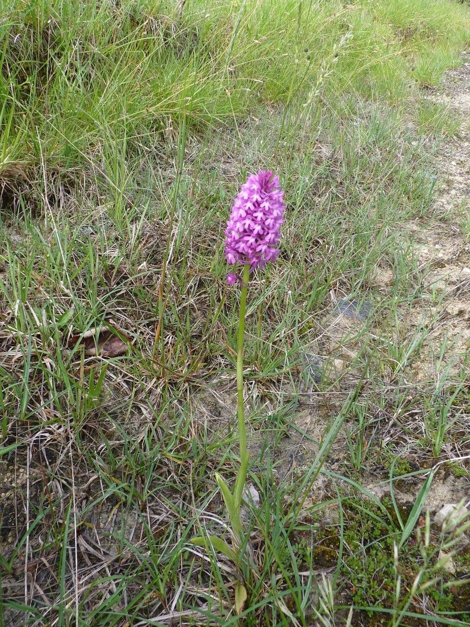 Orchis pyramidal 29