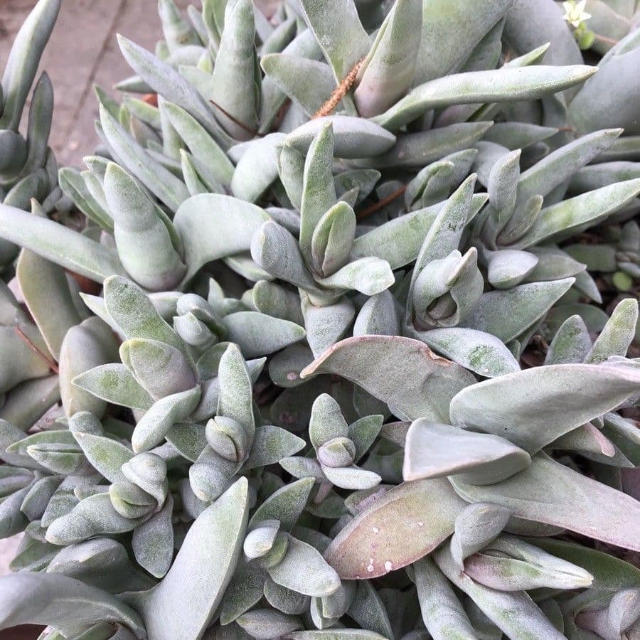 Crassula perfoliata 14