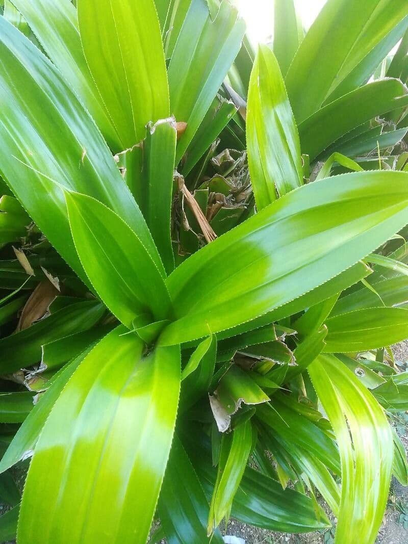 Pandan 4