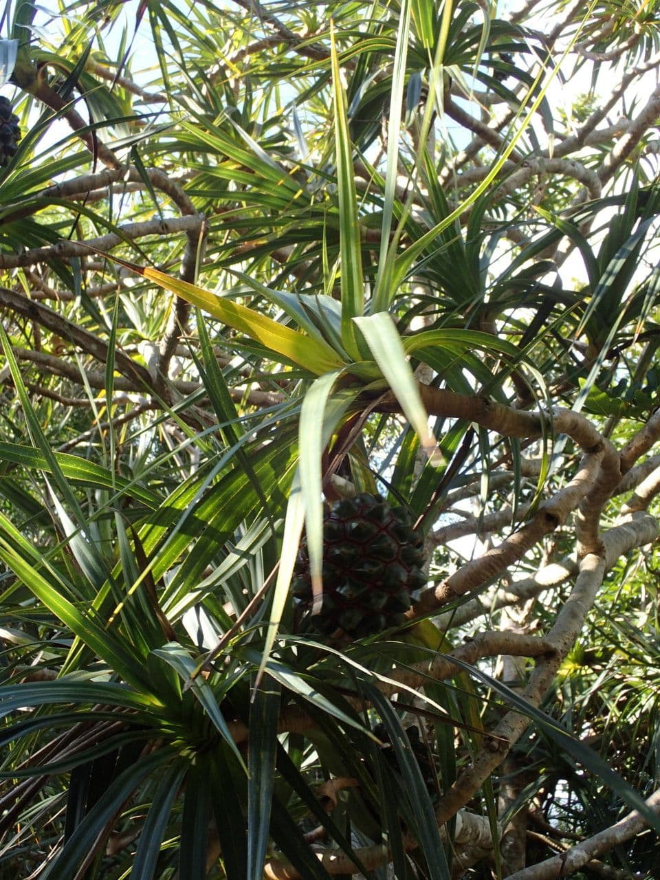 Pandanus 27