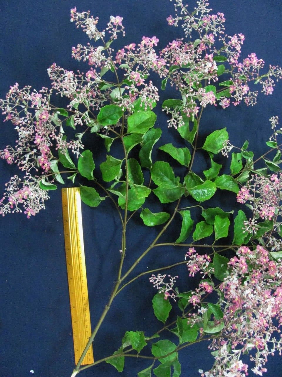 Banisteriopsis muricata 16