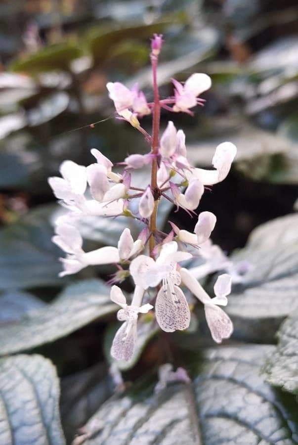 Plectranthus 3