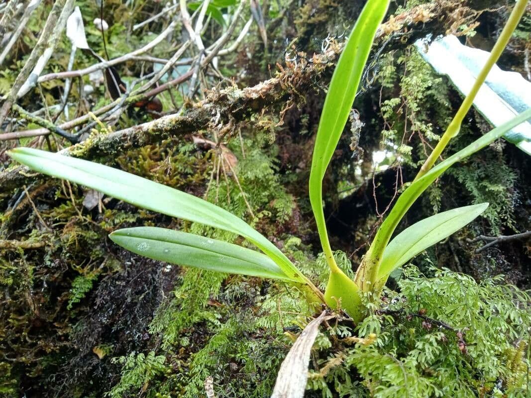Cyrtochilum 4