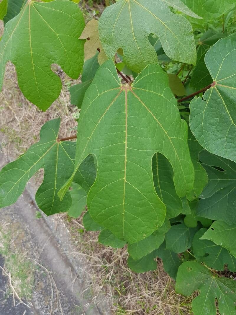 Chinesischer Flaschenbaum 17