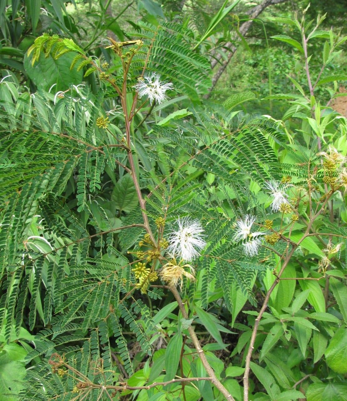 Albizia carbonaria 13