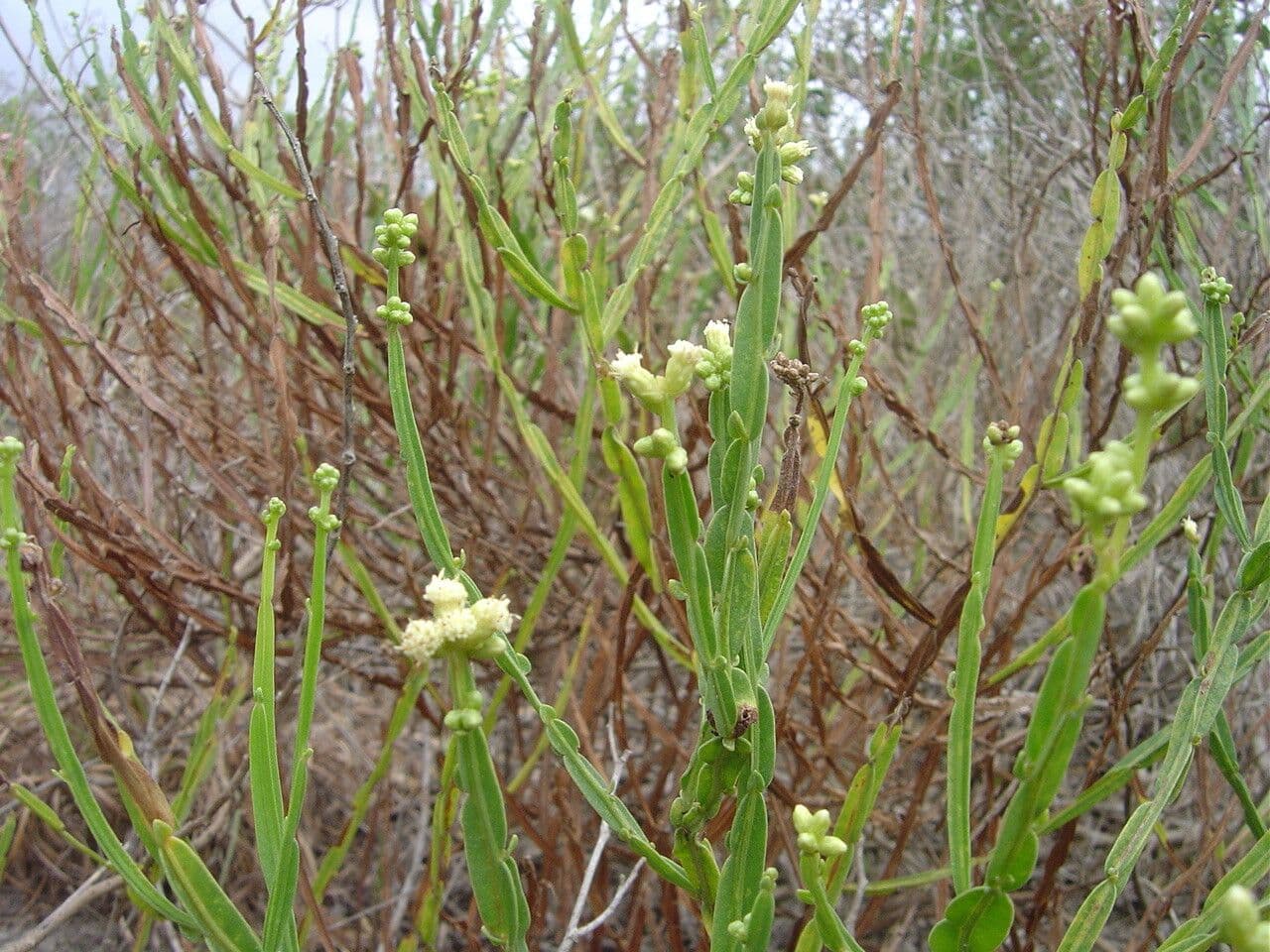 Baccharis 10