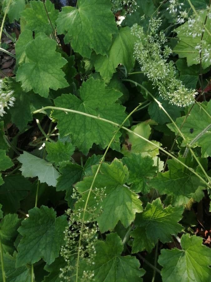 Alumroot peludo 18