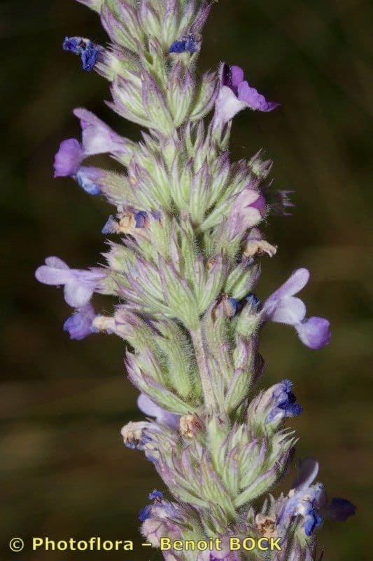 Erba gatta 2
