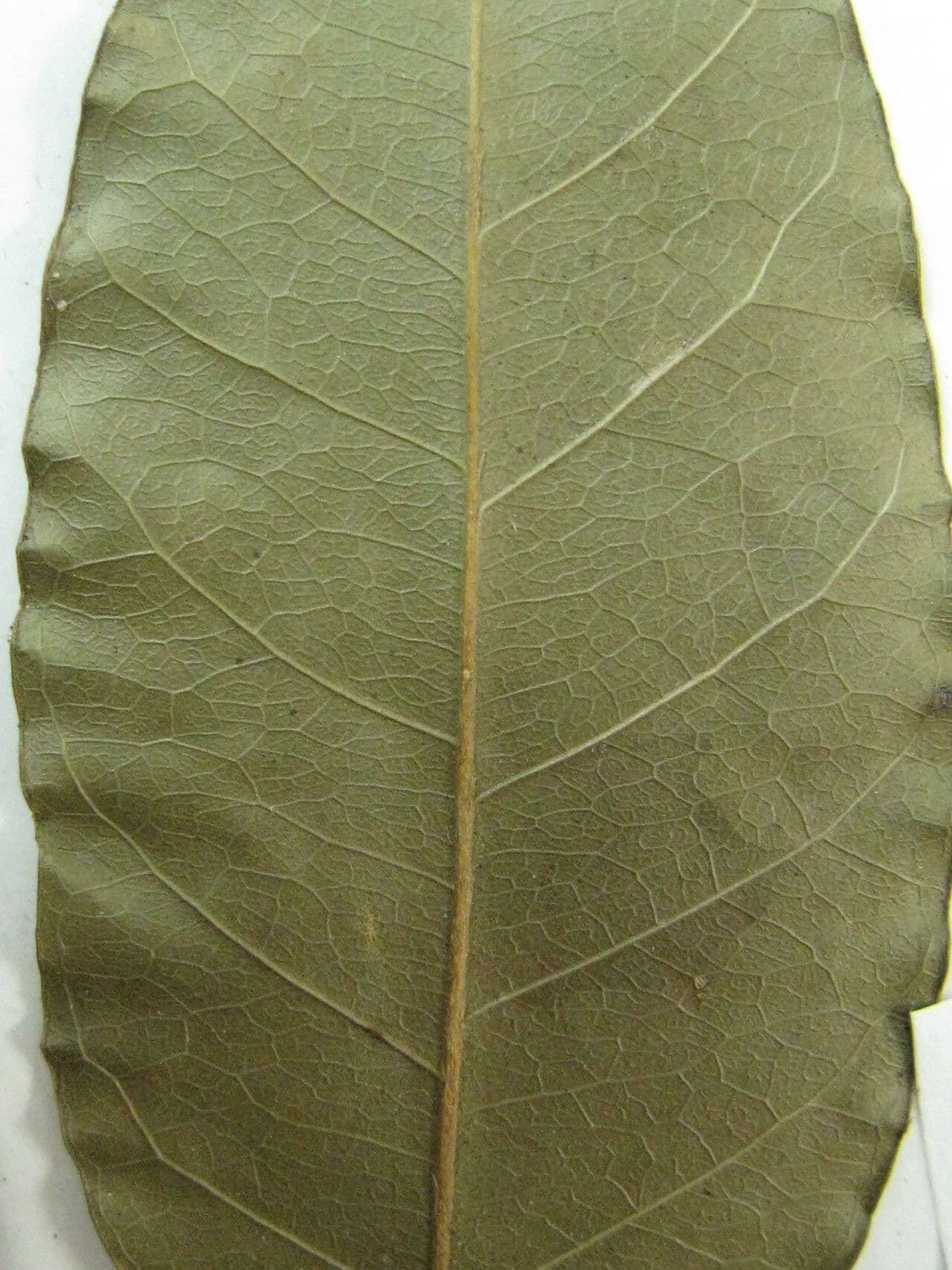 Geissospermum liscio 17